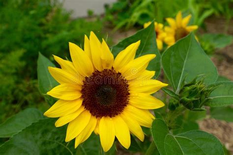 Bright Sunny Common Sunflowers In Garden Stock Photo Image Of Colour