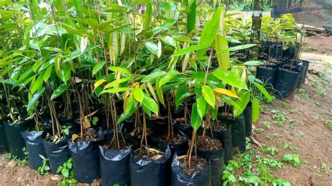 Cara kawin pohon durian musang king duri hitam 1 pohon 2 jenis durian. Bibit durian Duri hitam - YouTube