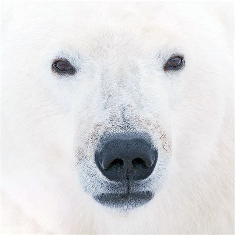 Polar Bear Face Sean Crane Photography