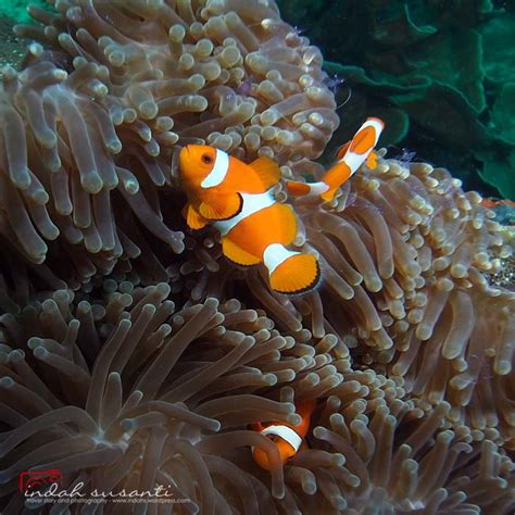 Common Clownfish Indahs Dive Travel And Photography