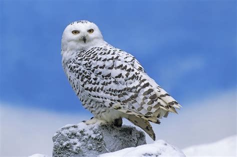 Snowy Owl Wallpapers Wallpaper Cave