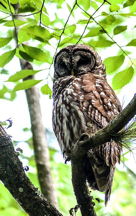 Barred Owl Parent Keeping Watch Over Its Nest At Lettuce Lake Park In