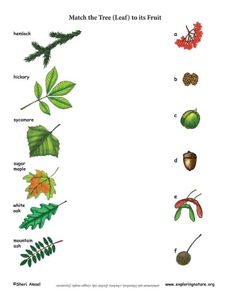 Match The Tree Leaf To Its Fruit