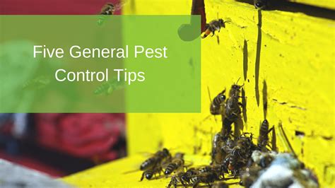 German roaches get into everything, multiply rapidly, and can survive for several months without food and up to two weeks without water. Five General Pest Control Tips | Radar Pest Control