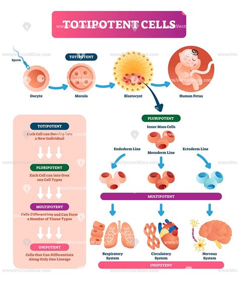 Totipotent Cells Biological Vector Illustration Infographic Diagram