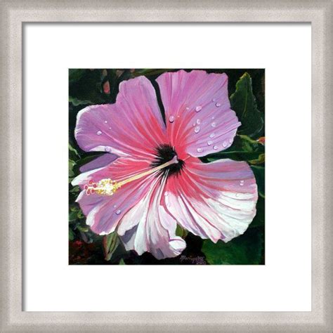 Pink Hibiscus With Raindrops Framed Print By Marionette Taboniar