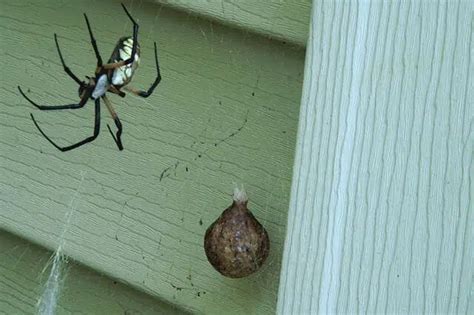 Spider Egg Sac 10 Facts You Should Know And Identification Chart