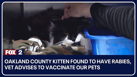 Oakland County Kitten Found To Have Rabies Vet Advises To Vaccinate