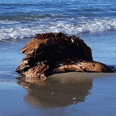 This Struck Me As Being So Beautiful A Random Piece Of Driftwood Marooned On The Beach A
