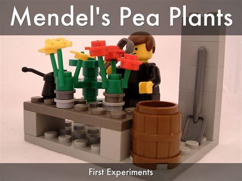 Mendels Pea Plants By Jenniferdaniel
