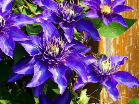 Top 55 Beautiful Types Of Blue Flowers With Names And Pictures Florgeous