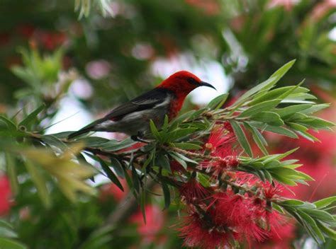 Scarlet Honeyeater Australian Birds Australian Wildflowers Purple Bird