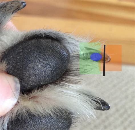 Do you know how to cut black dog nails? How to trim dogs nails, including black nails - DOG MECHANICS