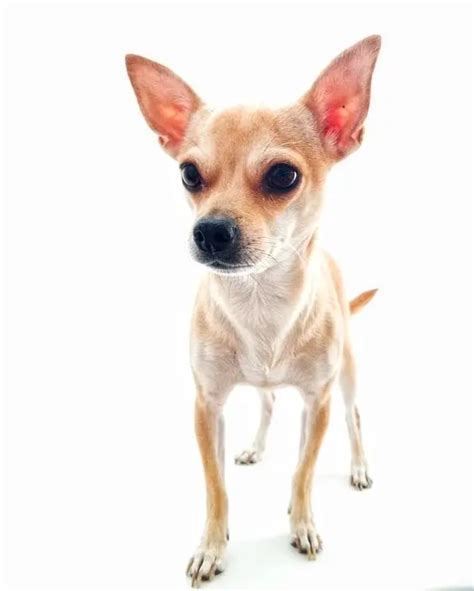 Álbumes 103 Foto Imágenes De Chihuahua Cabeza De Venado Alta