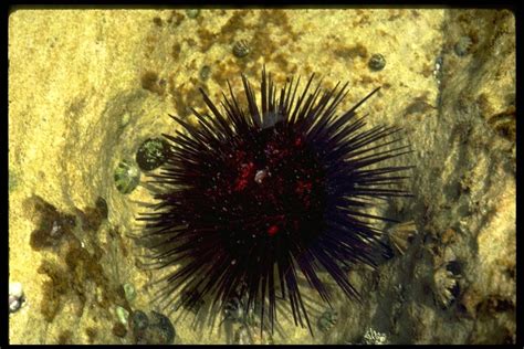 Spiny Sea Urchin The Australian Museum