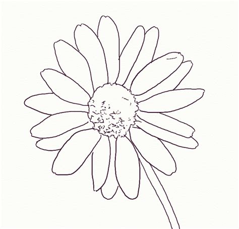In A Few Simple Steps Anyone Can Learn How To Draw A Realistic Daisy