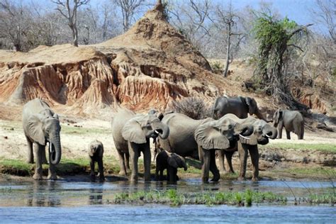 Wildlife Highlights Of Zambia Safari Consultants