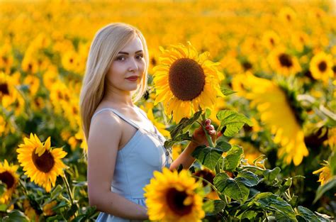 Woman Standing In A Field Of Sunflowers Hd Wallpaper Background Image