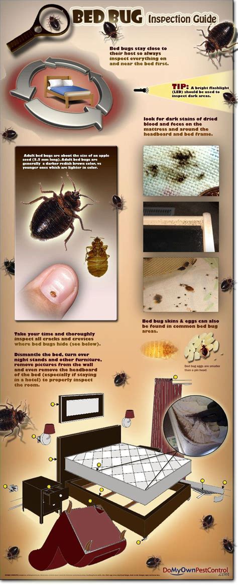 A Simple Guide Showing How To Do Your Own Bed Bug Inspection Bedbug