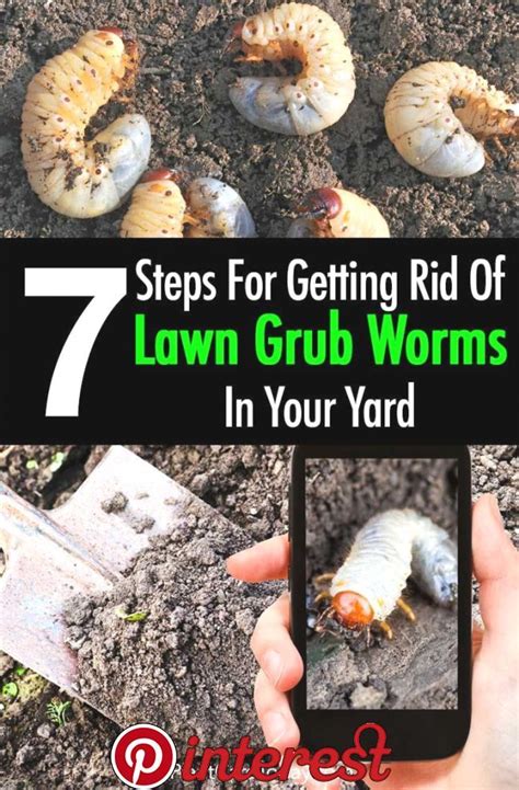 Lawn Grubs How To Get Rid Of Grub Worms 7 Steps Wondering How To