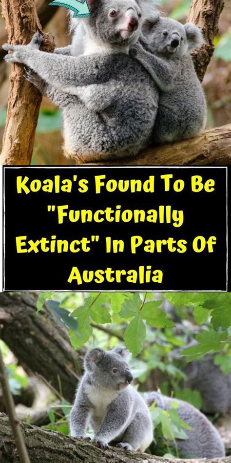 Koalas Found To Be Functionally Extinct In Parts Of Australia
