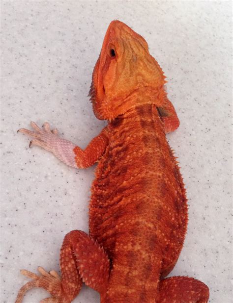 Our Breeders Bearded Dragon Breeders Canada