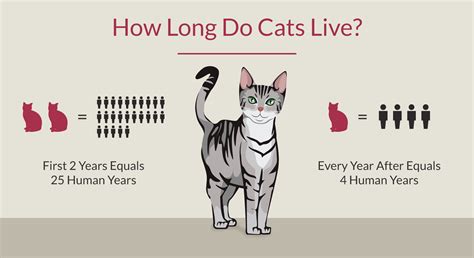 How Many Human Years Do Cats Live