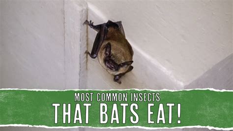 11 Insects That Bats Eat And Why They Eat Them Pest Pointers