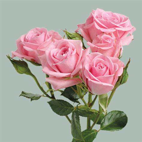 Spray Rose Odilia 10 Stems All Occasions Wholesale