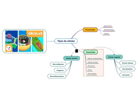 Tipos De Células Mind Map