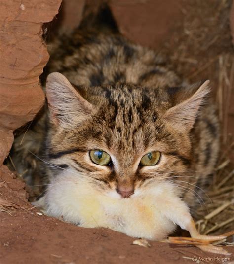 The Rare Black Footed Cat The Worlds Deadliest Feline