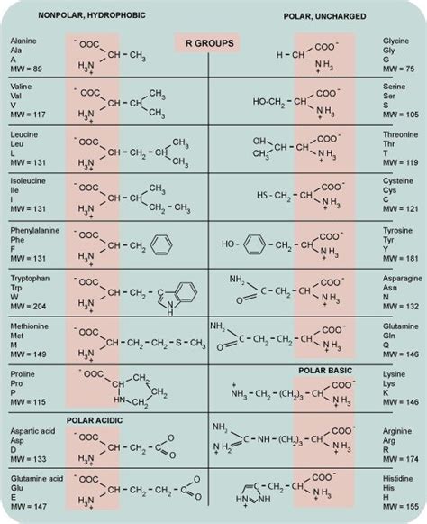 Amino Acids Chart Handy For Any Biochem Major Chemistry Classroom