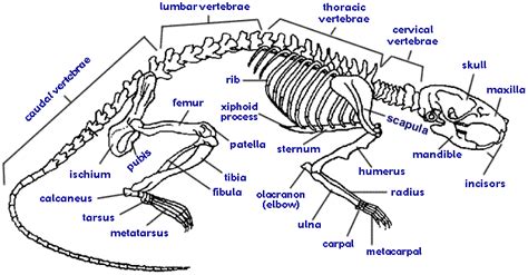 Discover The Fascinating External Anatomy Of Rats A Comprehensive Guide