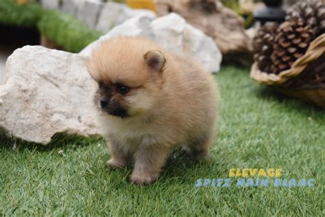 Les spitz nain à vendre peuvent être livrés à domicile. Spitz Nain Blanc SPITZ NAIN - CHIOTS SPITZ NAIN À VENDRE