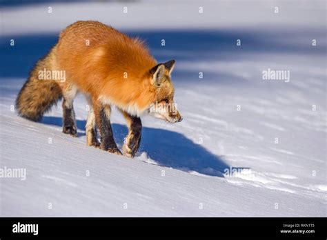 Red Fox Vulpes Vulpes Algonquin Provincial Park Ontario Canada