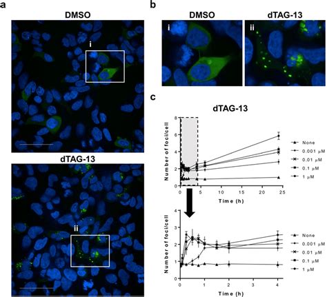 Dtag 13 Continuously Induced The Ternary Complex Mainly In The