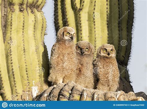 Great Horned Owl And Three Owlets Stock Image Image Of Nature Animal