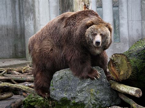 The Kodiak Bear - the Largest Bears in the United States ...