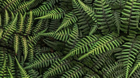 5722023 1920x1080 Fern Wallpaper Cool Wallpapers For Me