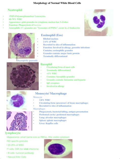 Immature Granulocytes Normal Range