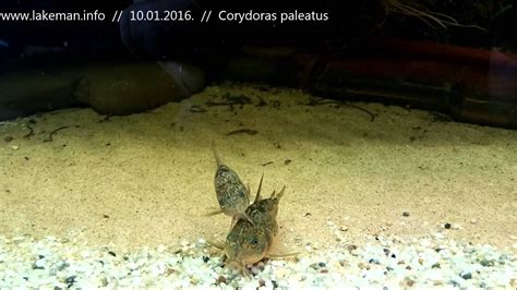 Corydoras Paleatus U Pijesku Youtube