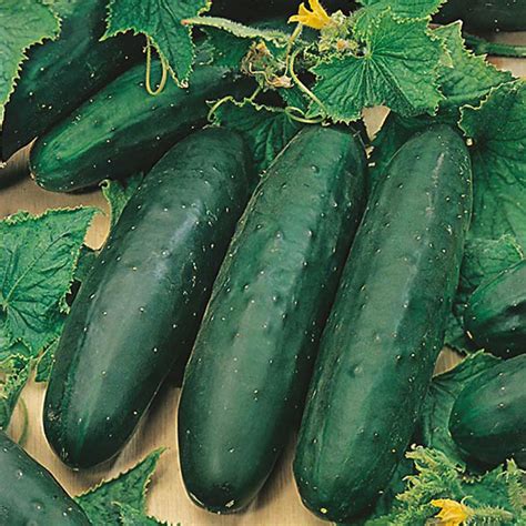 How to grow cucumbers from seed? Cucumber Marketmore Seeds from Mr Fothergill's Seeds and ...