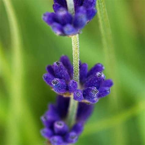 Lavender Hidcote Hedge Plants Lavandula Angustifolia