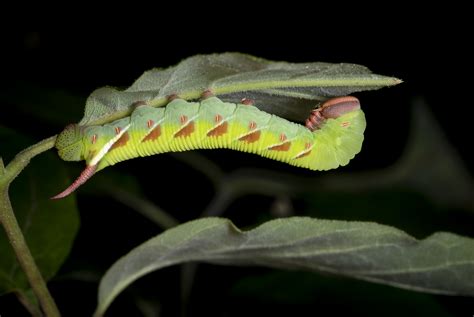 Pink Horn Roads End Naturalist