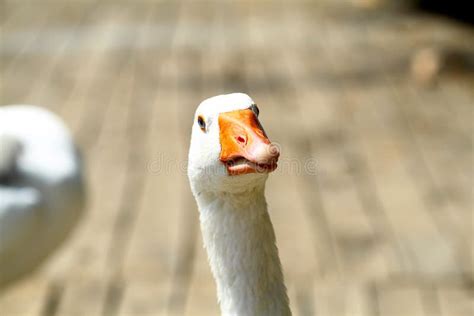 24708 Funny Duck Stock Photos Free And Royalty Free Stock Photos From