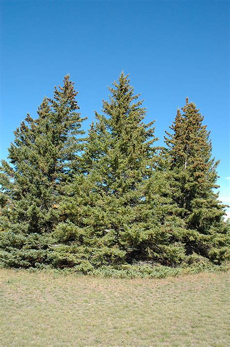 White Spruce Picea Glauca In Edmonton St Albert Sherwood Park Stony