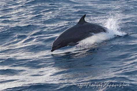 Bottlenose Dolphin Leaping Shetzers Photography