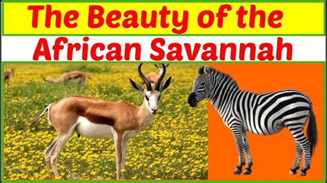 Beautiful African Savannah Wildlife Youtube