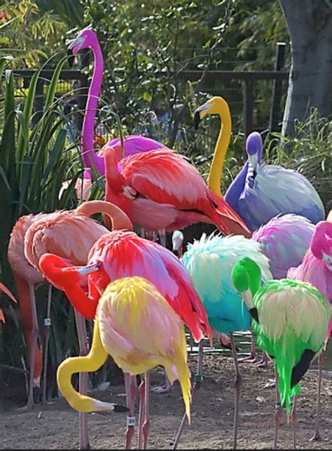 Fantasy Rainbow Flamingos Michael Friedman Funny And Creative