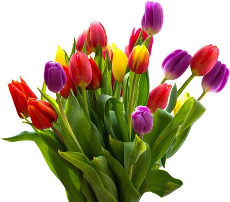 Easter Flower Png Transparent Images Bunga Tulip Warna Warni Clipart